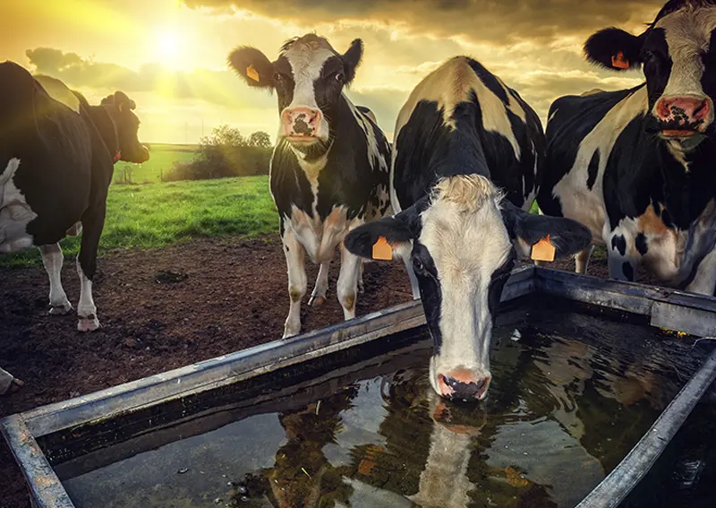 Pest control for farms in Yorkshire