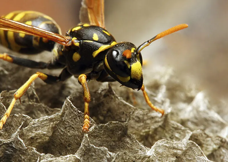 Insect Pest Control in Yorkshire