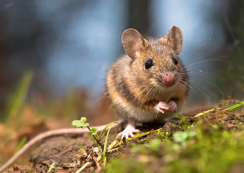 Mice Control in Yorkshire
