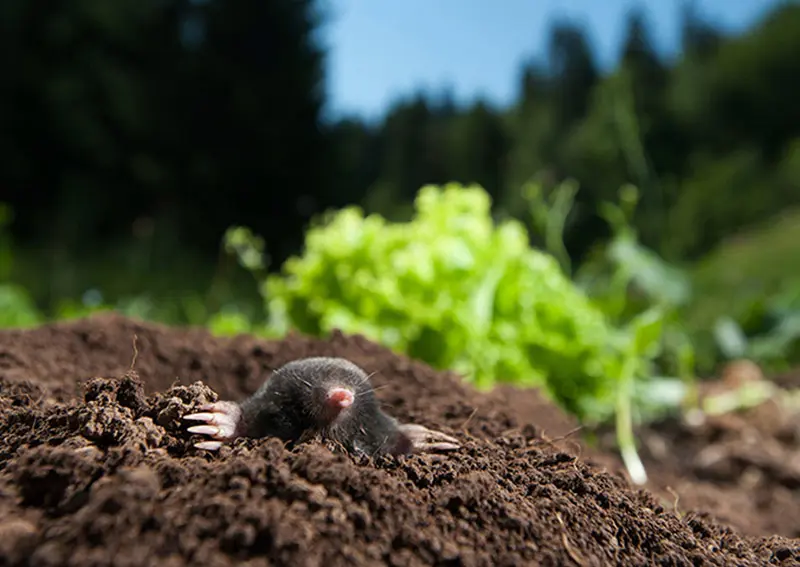 Mole Control in Yorkshire