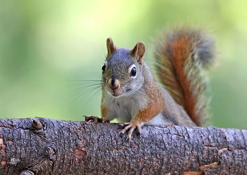 Squirrel control in yorkshire