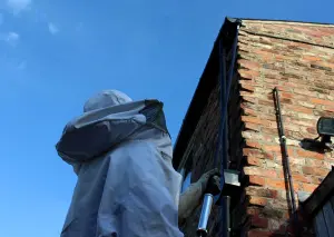 insect-pest-control-wasps