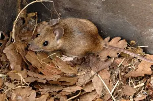 A typical mouse that are controlled by Agripest
