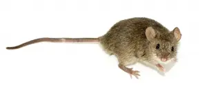 A domestic mouse - typically found in the home