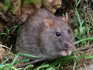 sewer drain rats