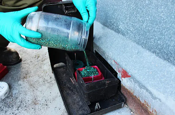 Agripest Management replenshing a secure locking baiting point