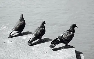 Pigeon pest control blog image