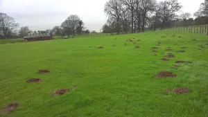 Mole Hills