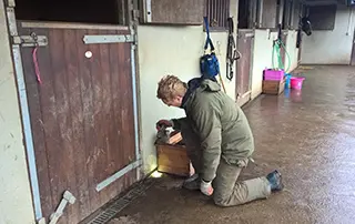 Rat pest control at a stables bolg front image