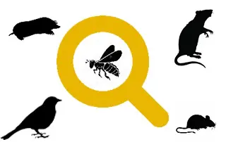 Spotting the signs of a pest in the home or farm
