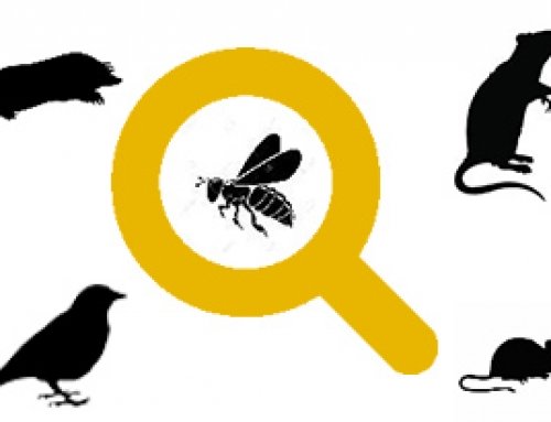 Spotting the Signs of Pest Activity