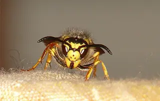 Insect Pest