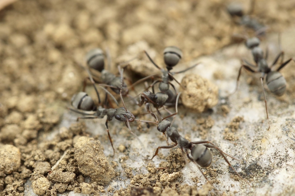 Ant Pests