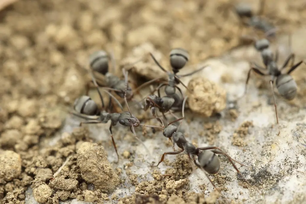 Ant Pests