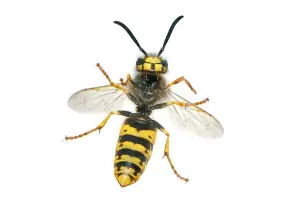 Wasp Pest