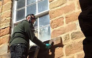 blog image pigeon pests
