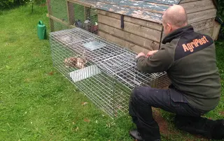 Fox trapping