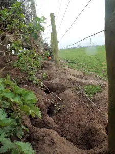 clearing Rabbit Warrens and effective way of pest controlling