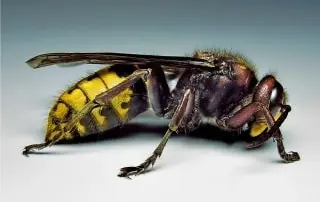 Blog wasp image