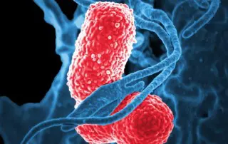 Bacteria