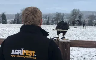 Harris Hawk - Bird Pest Control Soulutions - AgriBird Management 2