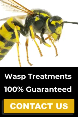 Wasp control services button