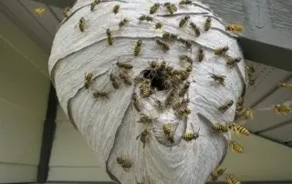 An active wasp nest