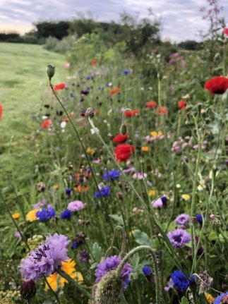 Conservation Work - Agripest management