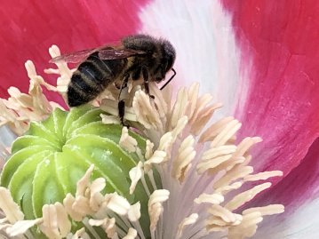 Conservation Work - Bee habitat