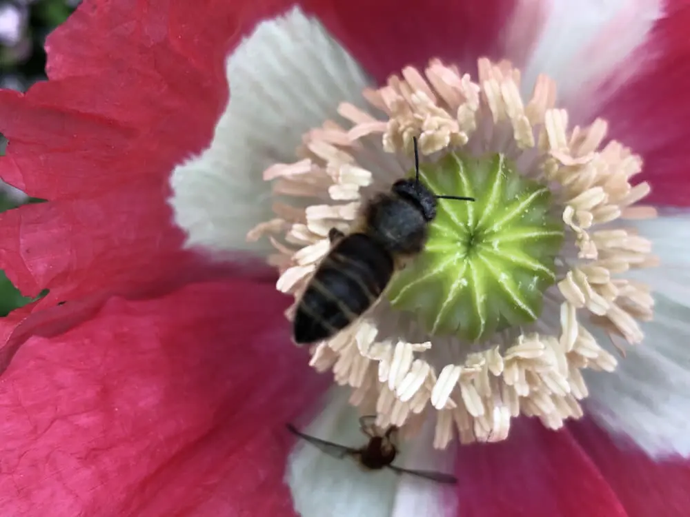 bee conservation