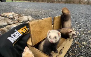 agricultural pest control