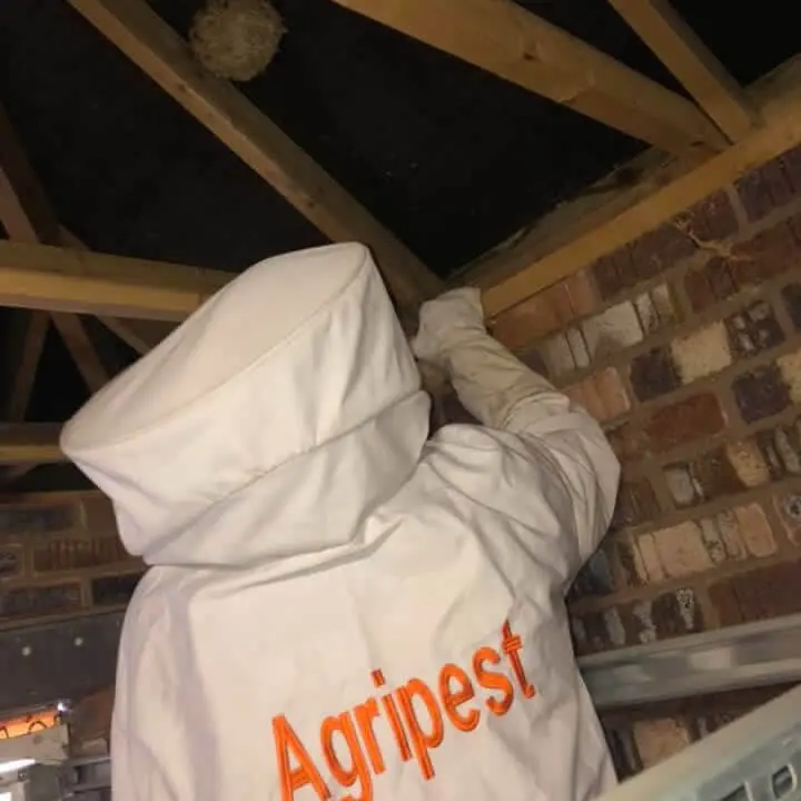 was nest removal