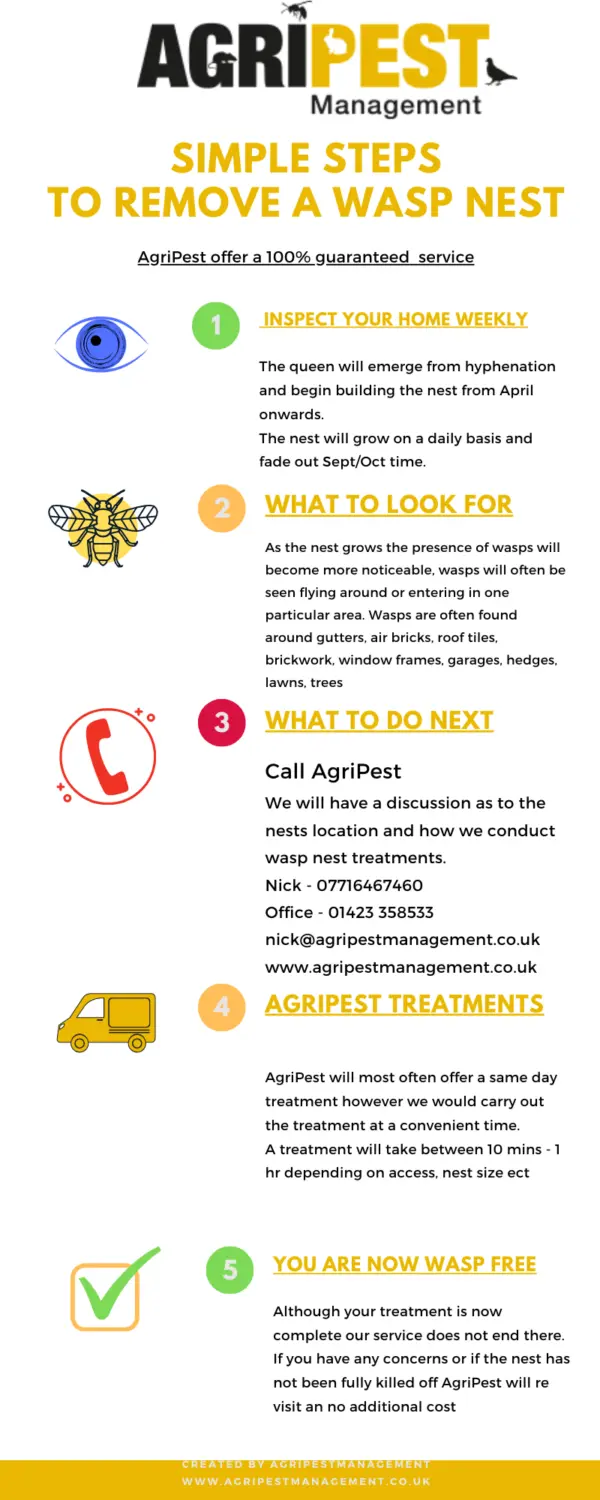 wasp infographic