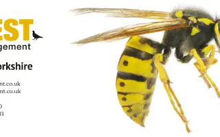 wasp nest removal Wetherby