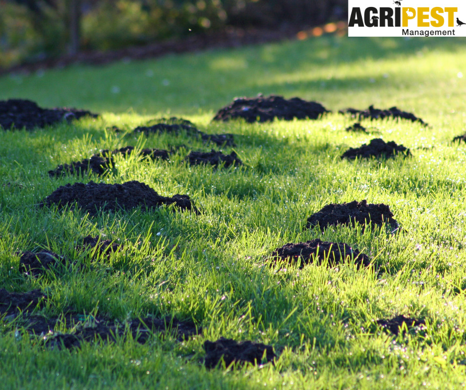 Mole Control with AgriPest - AgriPest
