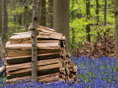 Non-toxic (1) Domestic pest control York