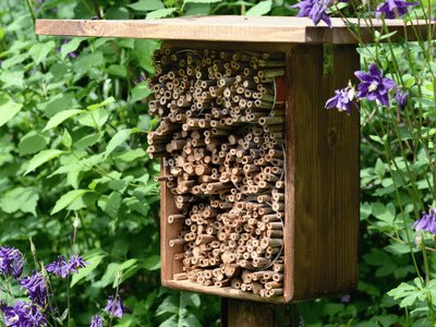 Non-toxic (3) Domestic pest control Harrogate