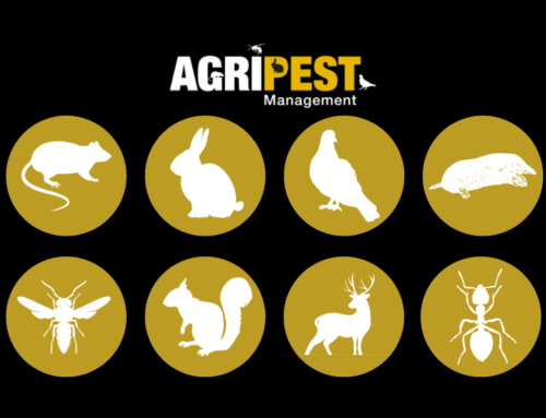 Pest Control Guide for Common Pests