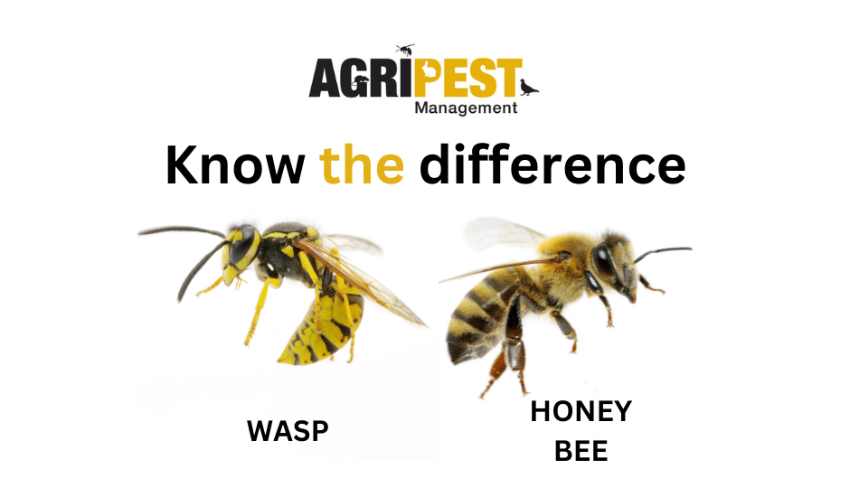 Wasps verses Honeybees? - AgriPest