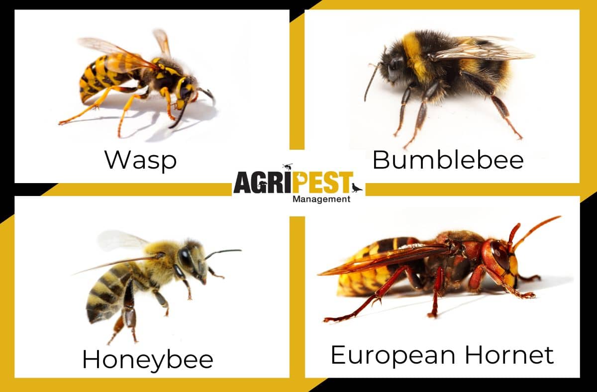 Do you know the difference? - AgriPest