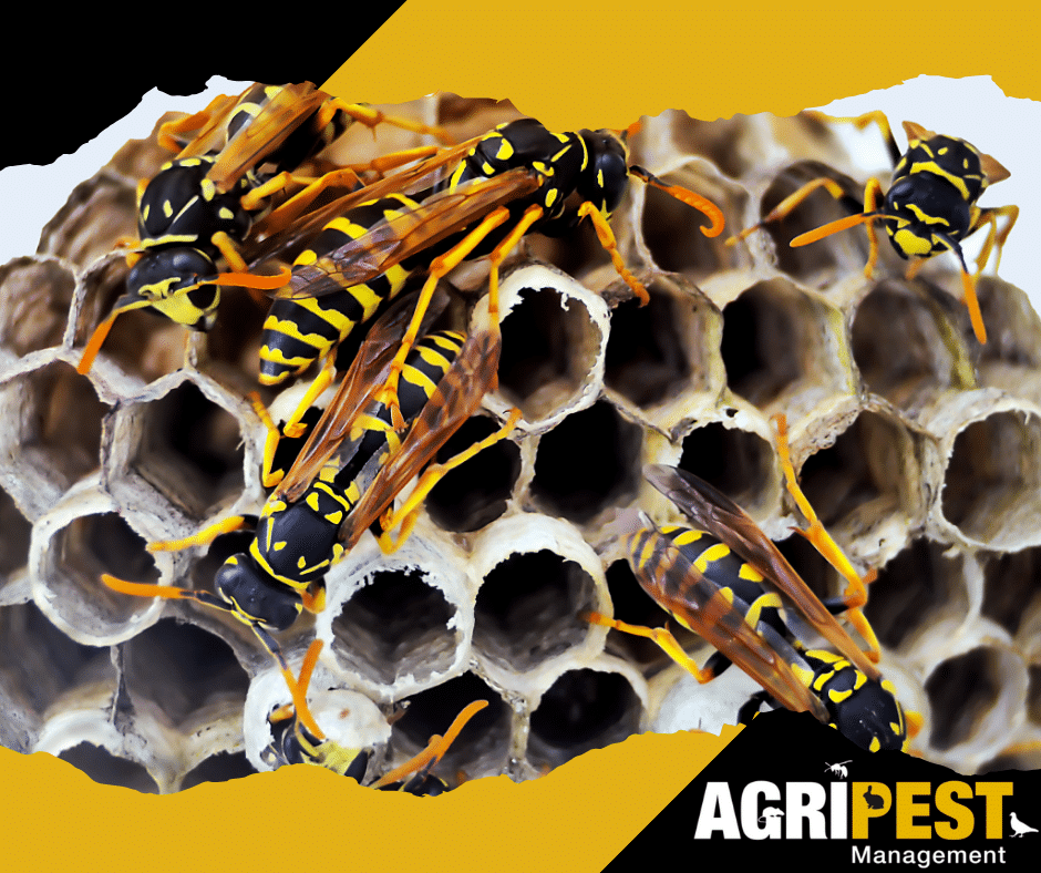 Wasp season - AgriPest
