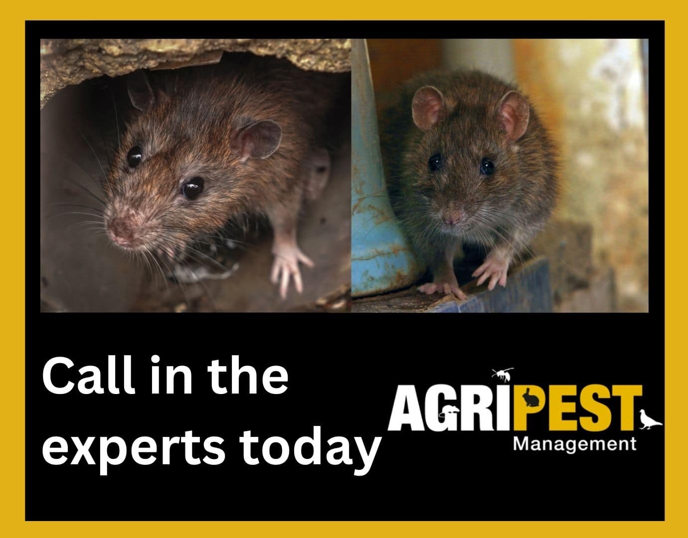 When to call in the experts - AgriPest