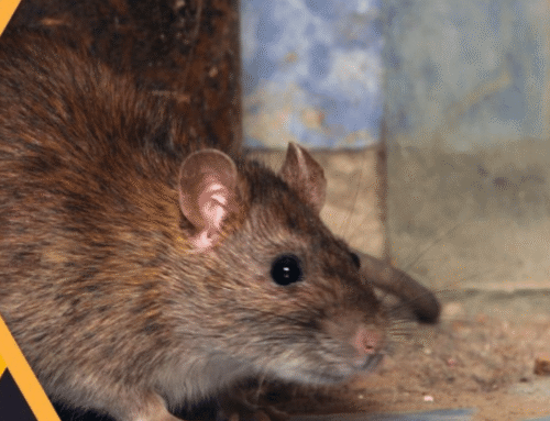 Agripest Management’s Pest Of The Week – Rats