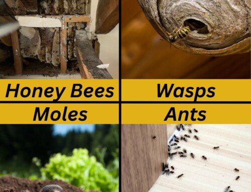 Effective Pest Control for Homes & Businesses Across Yorkshire