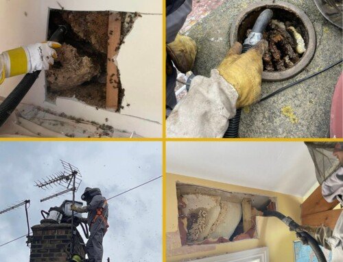 Honey Bees Are Waking Up: Why Professional Removal & Relocation Matters