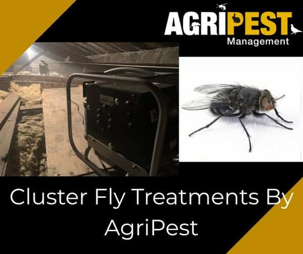 Cluster Flies Taking Over Your Home? Agripest Management Can Help ...