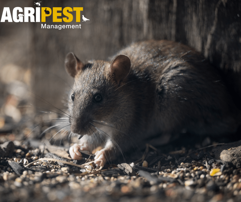 A Pest-Free Start to the New Year | AgriPest Management