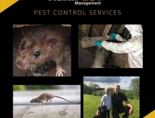 Professional Rodent Treatments & Loft Clearances