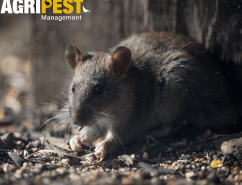 A Pest-Free Start to the New Year