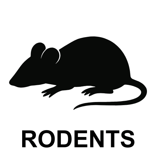 Rats